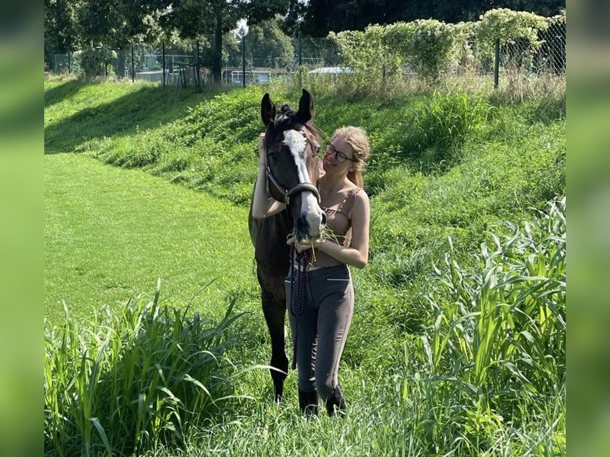 Holsteiner Wallach 15 Jahre Dunkelbrauner in Sieghartskirchen