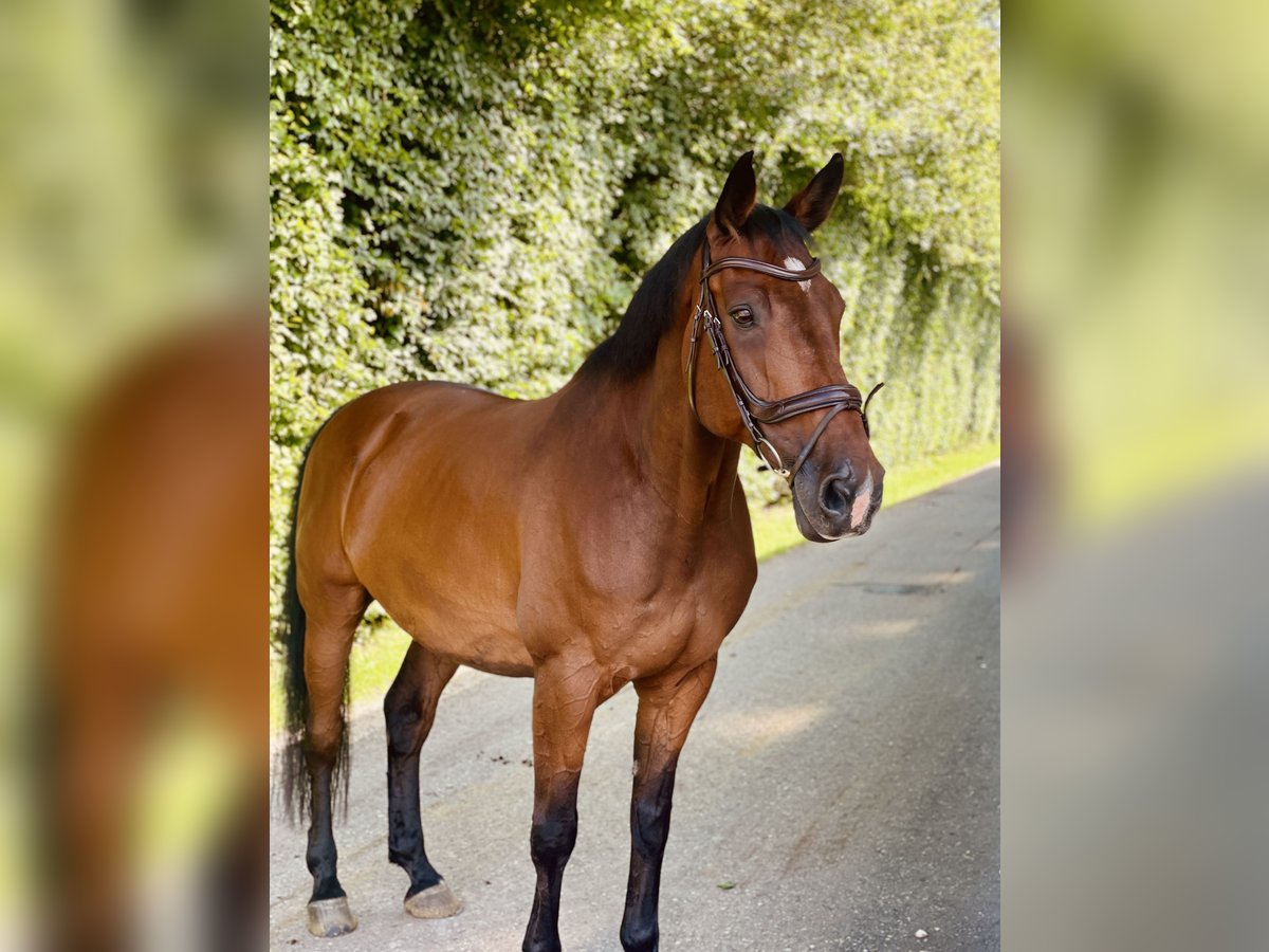 Holsteiner Wallach 16 Jahre 173 cm in Zolling