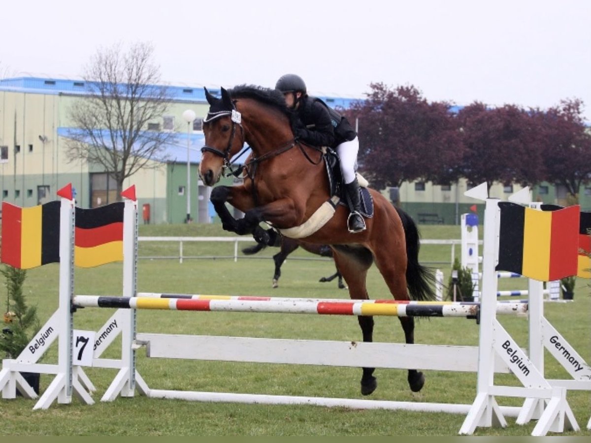 Holsteiner Mix Wallach 16 Jahre 175 cm Hellbrauner in Rovinj, Istra