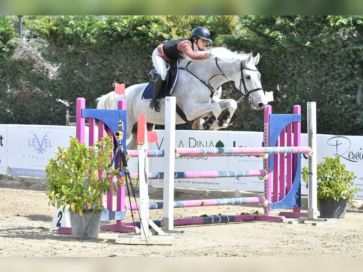 Holsteiner Wallach 16 Jahre 185 cm Schimmel in Copertino