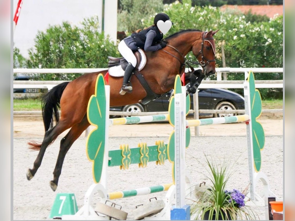 Holsteiner Wallach 17 Jahre 171 cm Brauner in Quinta da Marinha