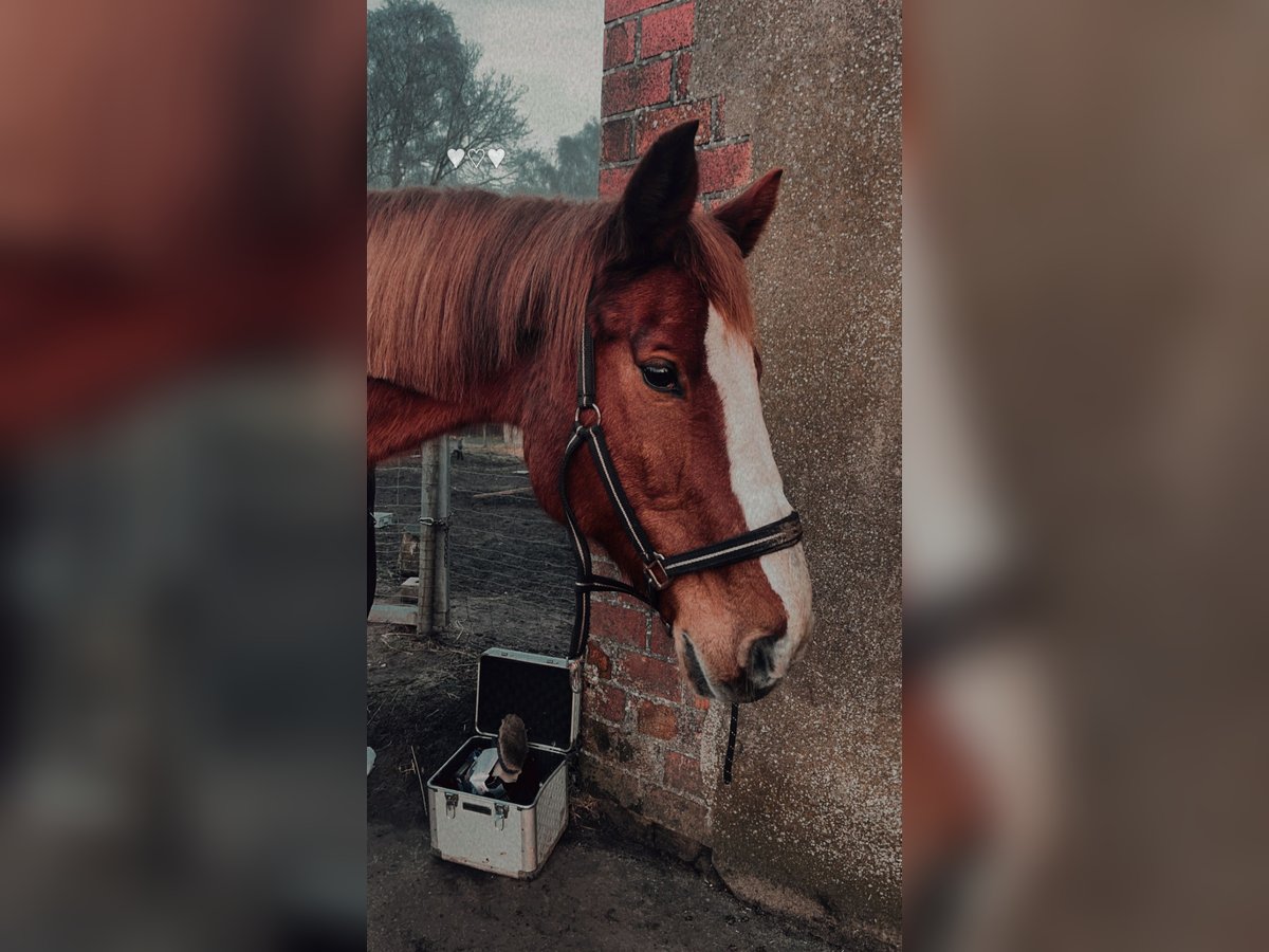 Holsteiner Wallach 17 Jahre 174 cm Fuchs in Emkendorf