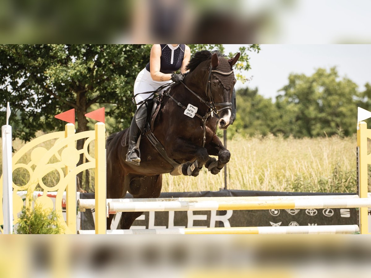 Holsteiner Wallach 17 Jahre 175 cm Schwarzbrauner in Melle