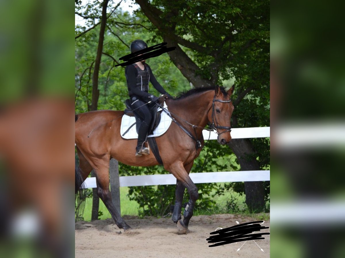 Holsteiner Wallach 17 Jahre 185 cm Brauner in Aichach