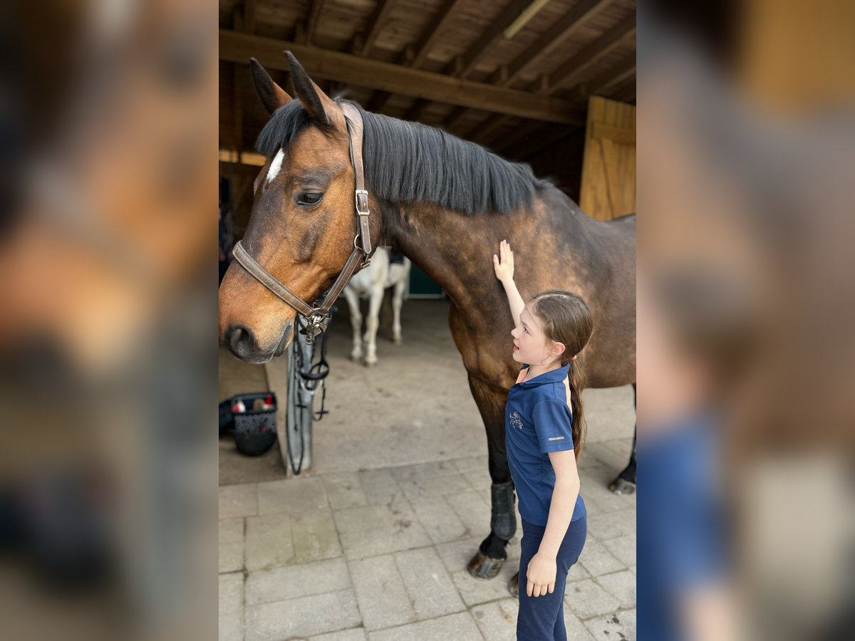 Holsteiner Wallach 18 Jahre 172 cm Brauner in Weiden