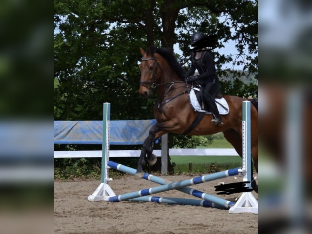 Holsteiner Wallach 18 Jahre 175 cm Brauner in Aichach