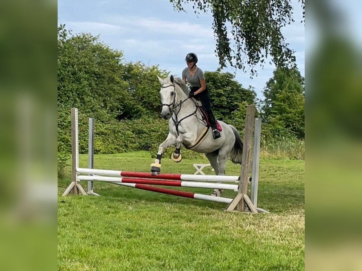 Holsteiner Wallach 18 Jahre 180 cm Schimmel in Stakendorf