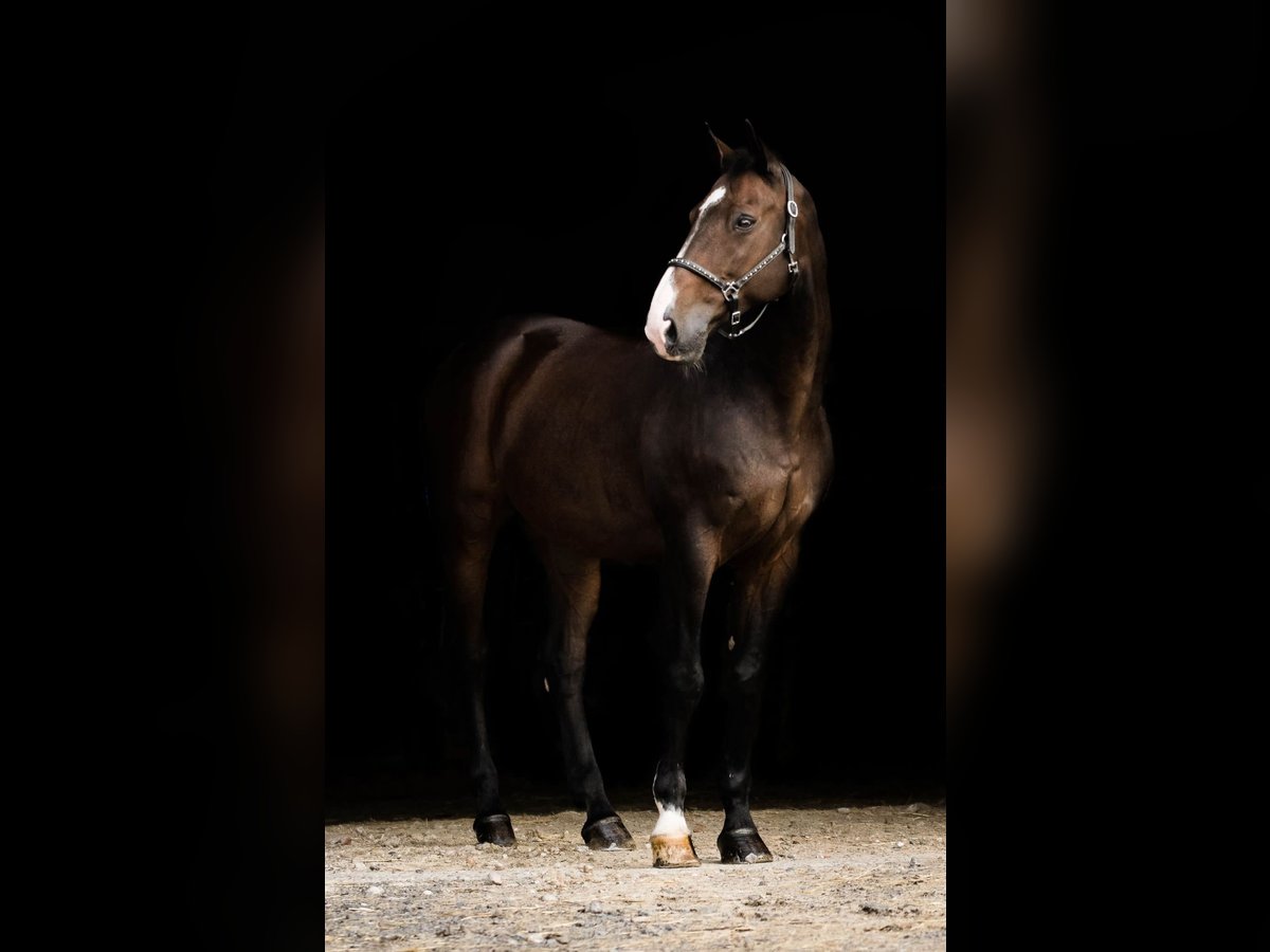 Holsteiner Wallach 19 Jahre 167 cm Dunkelbrauner in Ochtrup