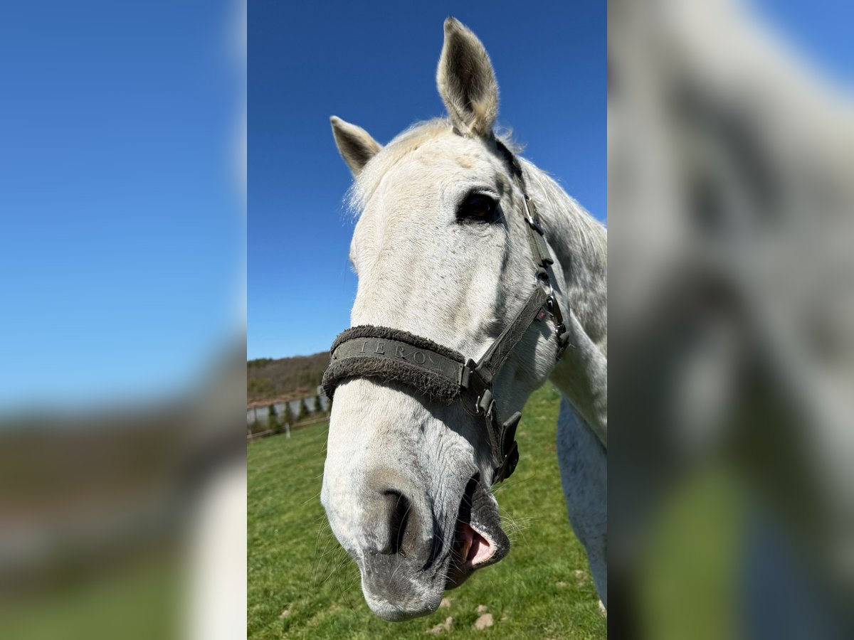 Holsteiner Wallach 19 Jahre 173 cm Fliegenschimmel in Remscheid