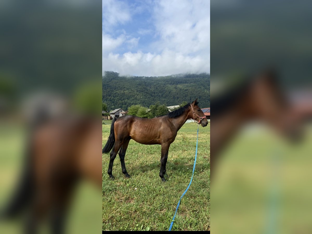 Holsteiner Mix Wallach 1 Jahr 160 cm Rotbrauner in Videm Dobrepolje