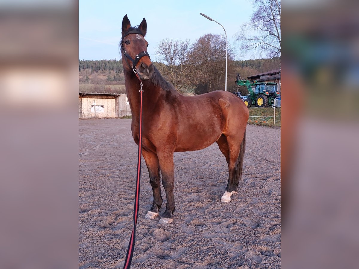 Holsteiner Wallach 21 Jahre 174 cm Dunkelbrauner in Grömbach