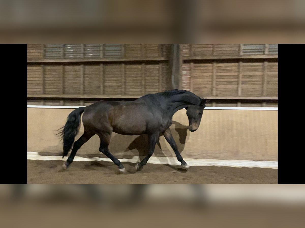 Holsteiner Wallach 22 Jahre 173 cm Dunkelbrauner in Altenholz
