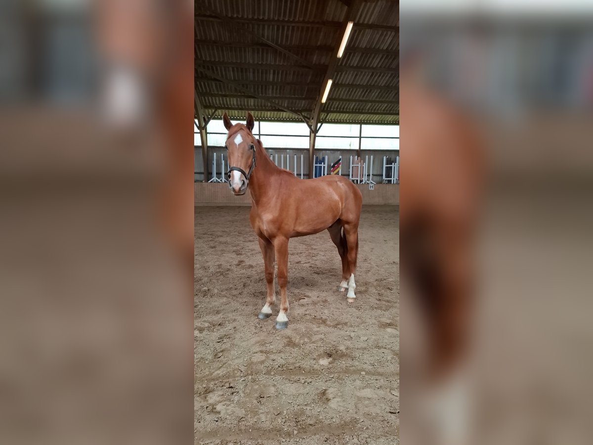 Holsteiner Mix Wallach 2 Jahre 160 cm Fuchs in Gro&#xDF; Buchwald
