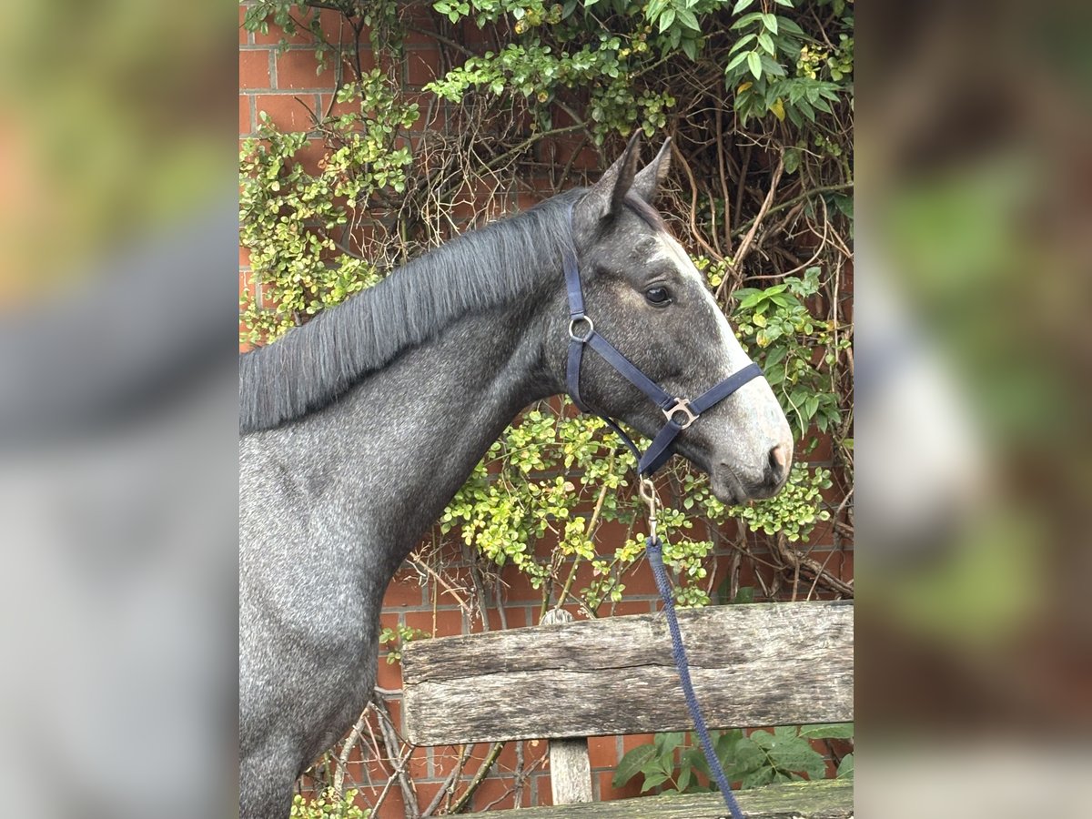 Holsteiner Wallach 2 Jahre 163 cm Schimmel in Verden (Aller)