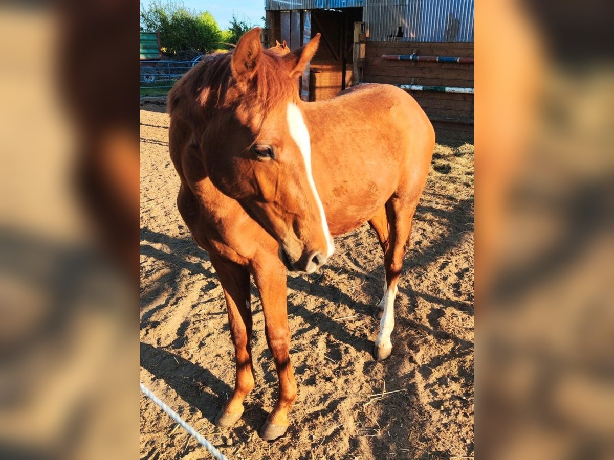 Holsteiner Wallach 2 Jahre 168 cm Fuchs in Reesdorf