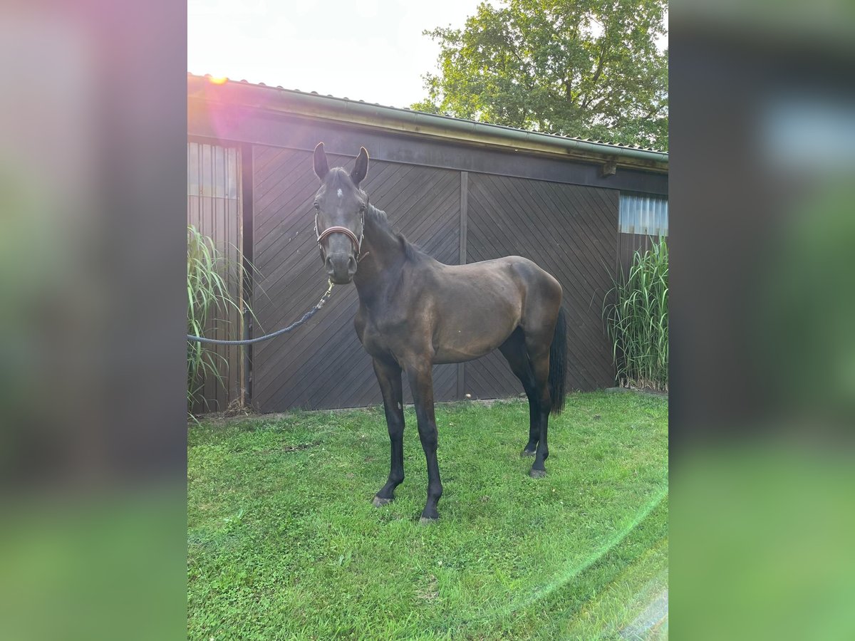 Holsteiner Wallach 2 Jahre Schwarzbrauner in Klein Offenseth-Sparrieshoop