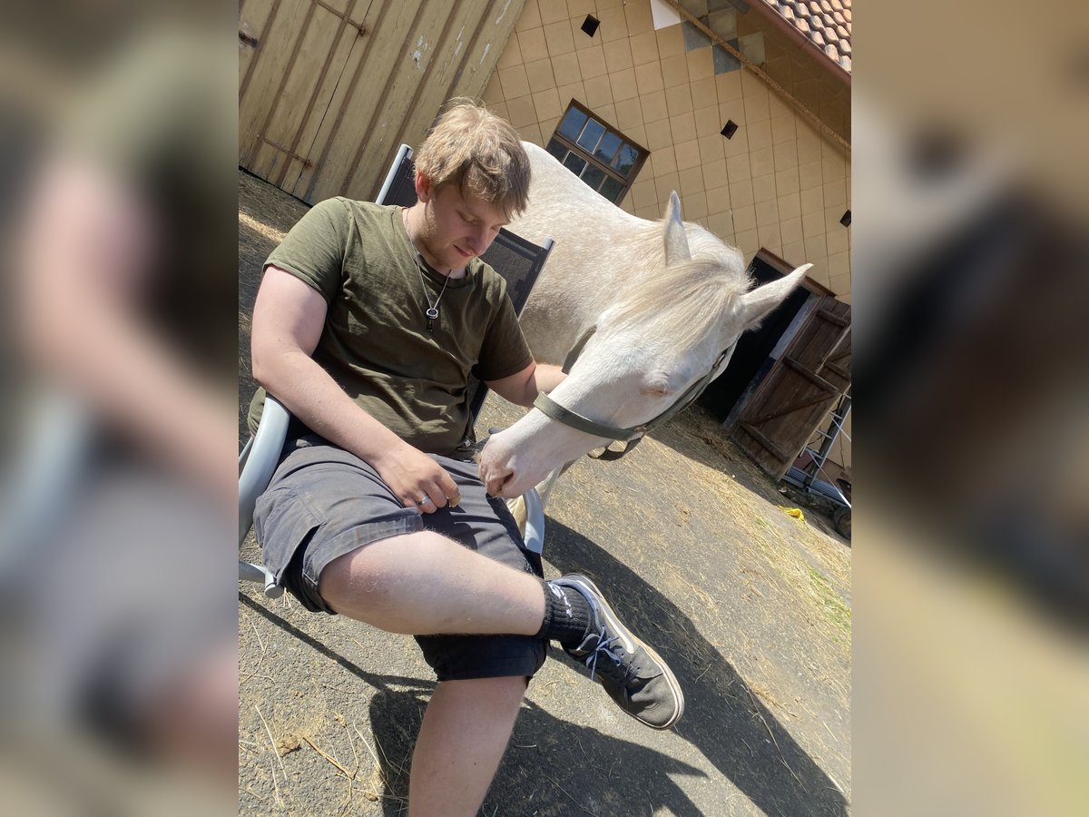 Holsteiner Mix Wallach 3 Jahre 145 cm Cremello in Freiensteinau