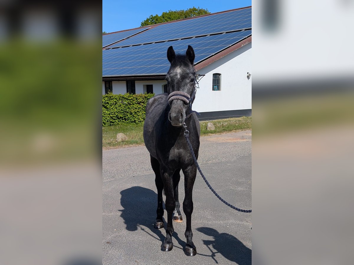 Holsteiner Wallach 3 Jahre 160 cm Rappschimmel in Hagen im Bremischen