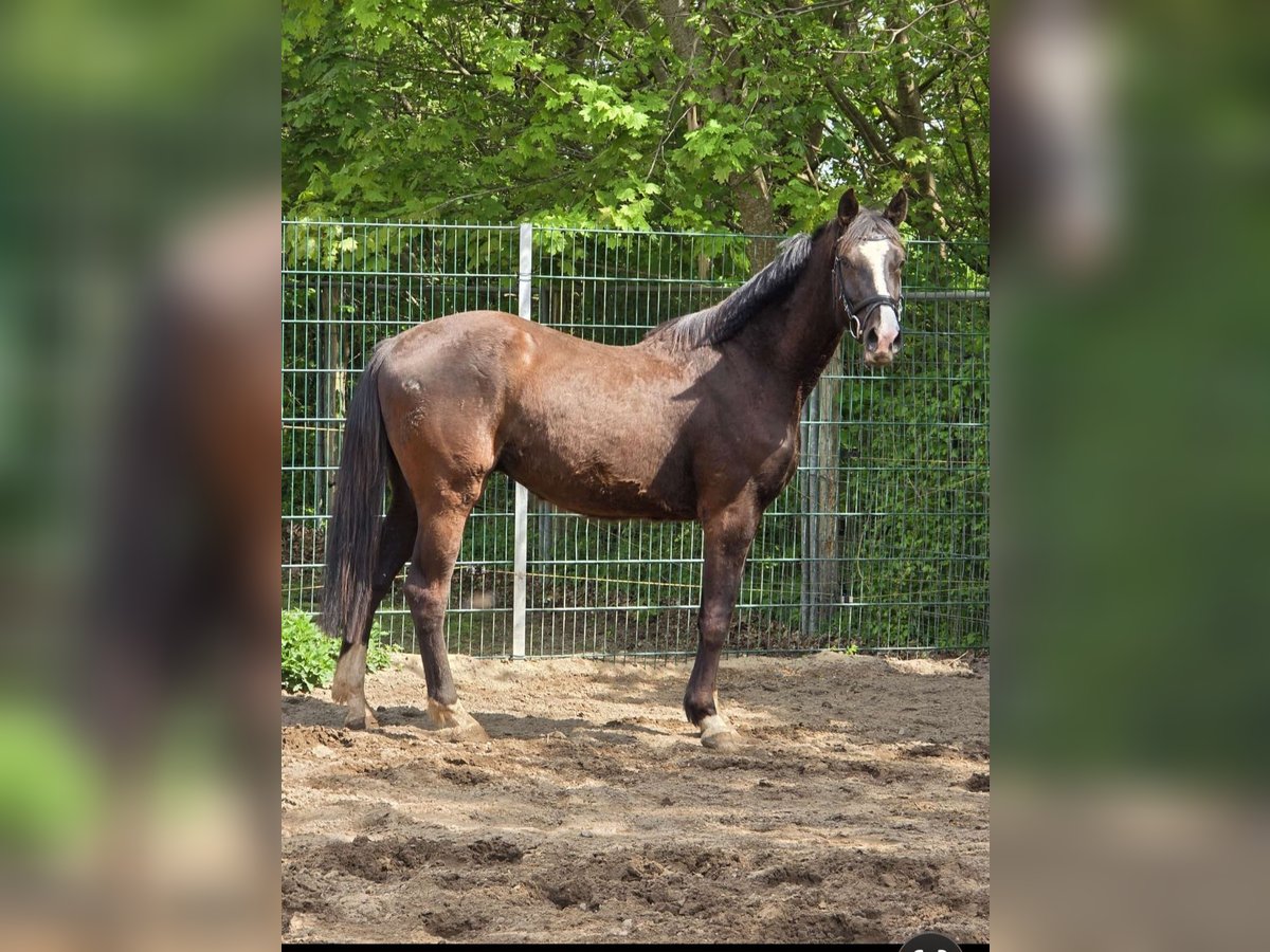 Holsteiner Wallach 3 Jahre 160 cm Schwarzbrauner in Kr&#xFC;zen