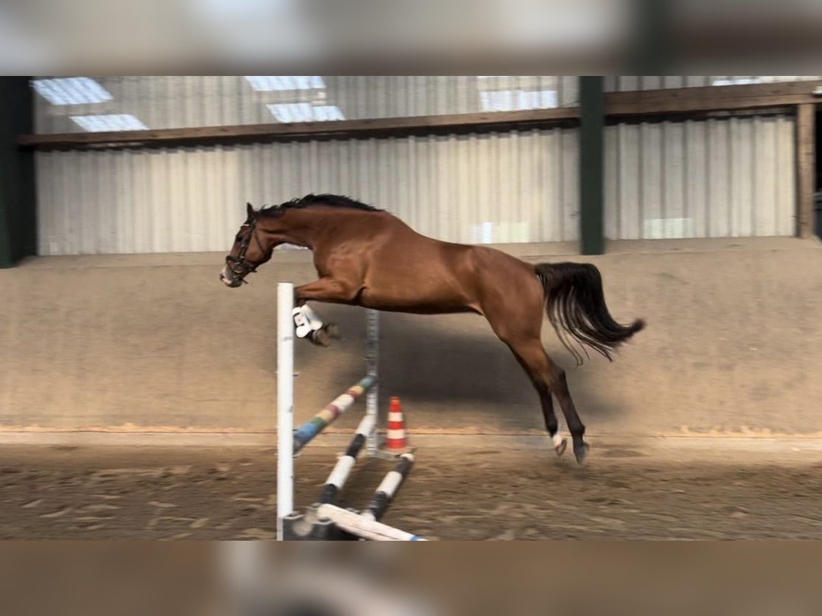 Holsteiner Wallach 3 Jahre 167 cm Brauner in Osdorf