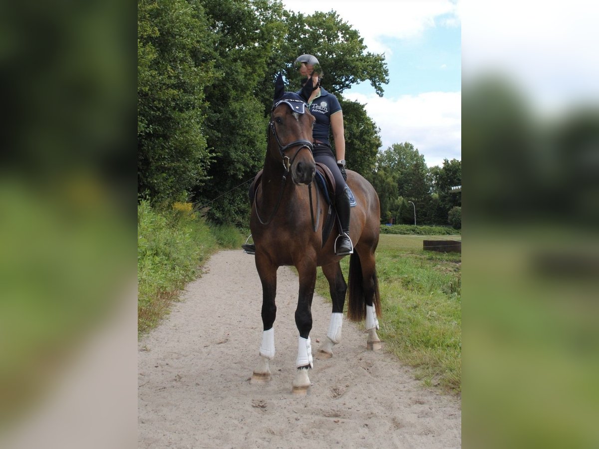 Holsteiner Wallach 3 Jahre 168 cm Brauner in Appen