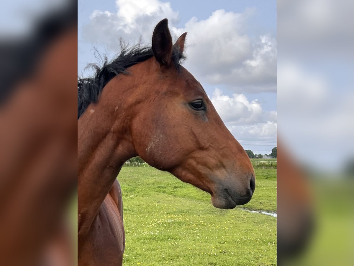 Holsteiner Wallach 3 Jahre 169 cm Brauner in Averlak