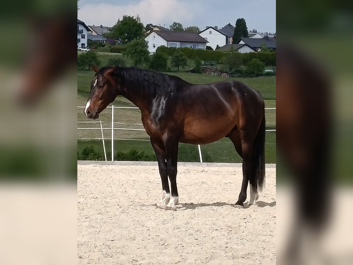 Holsteiner Wallach 3 Jahre 170 cm Dunkelbrauner in Boxberg