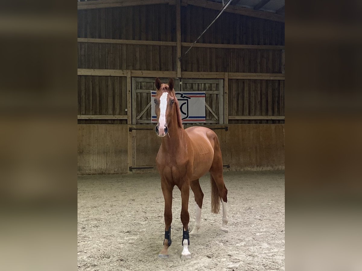 Holsteiner Wallach 3 Jahre 170 cm Fuchs in Jettingen-Scheppach