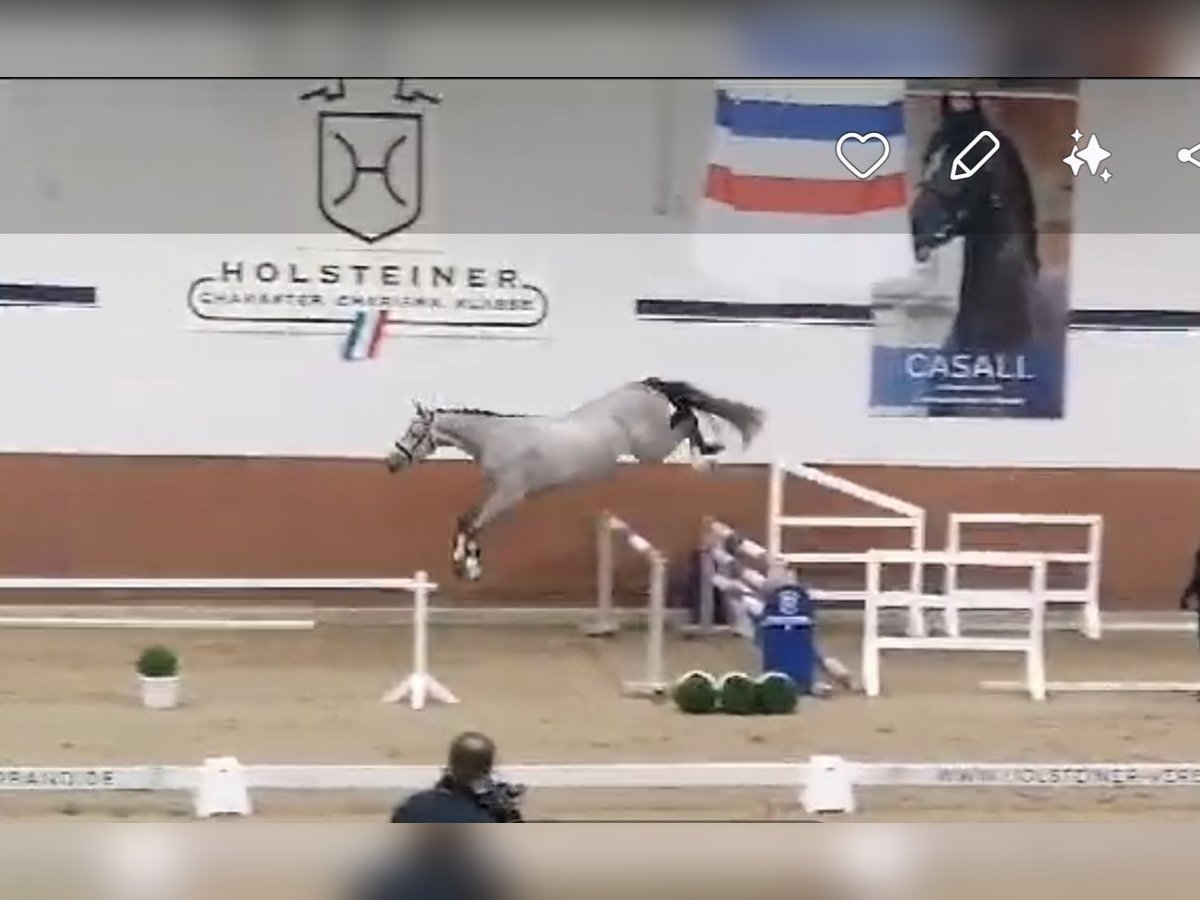 Holsteiner Wallach 3 Jahre 170 cm Schimmel in Mannheim