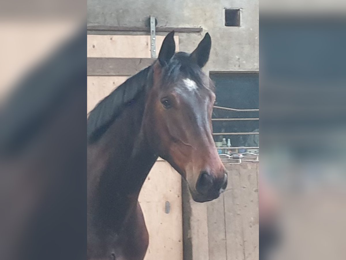 Holsteiner Wallach 3 Jahre 172 cm Dunkelbrauner in Mohrkirch