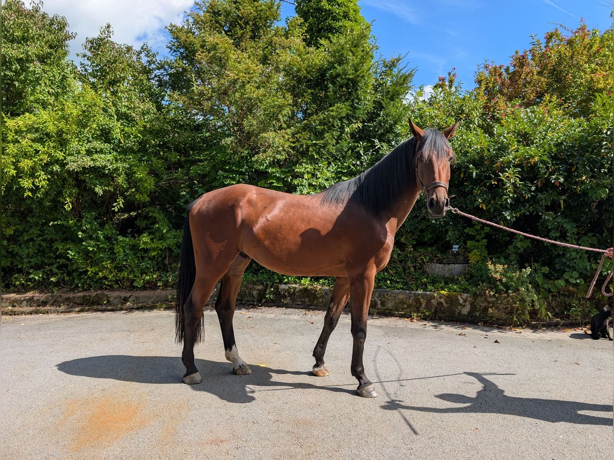 Holsteiner Wallach 3 Jahre 173 cm Brauner in Hauzenberg