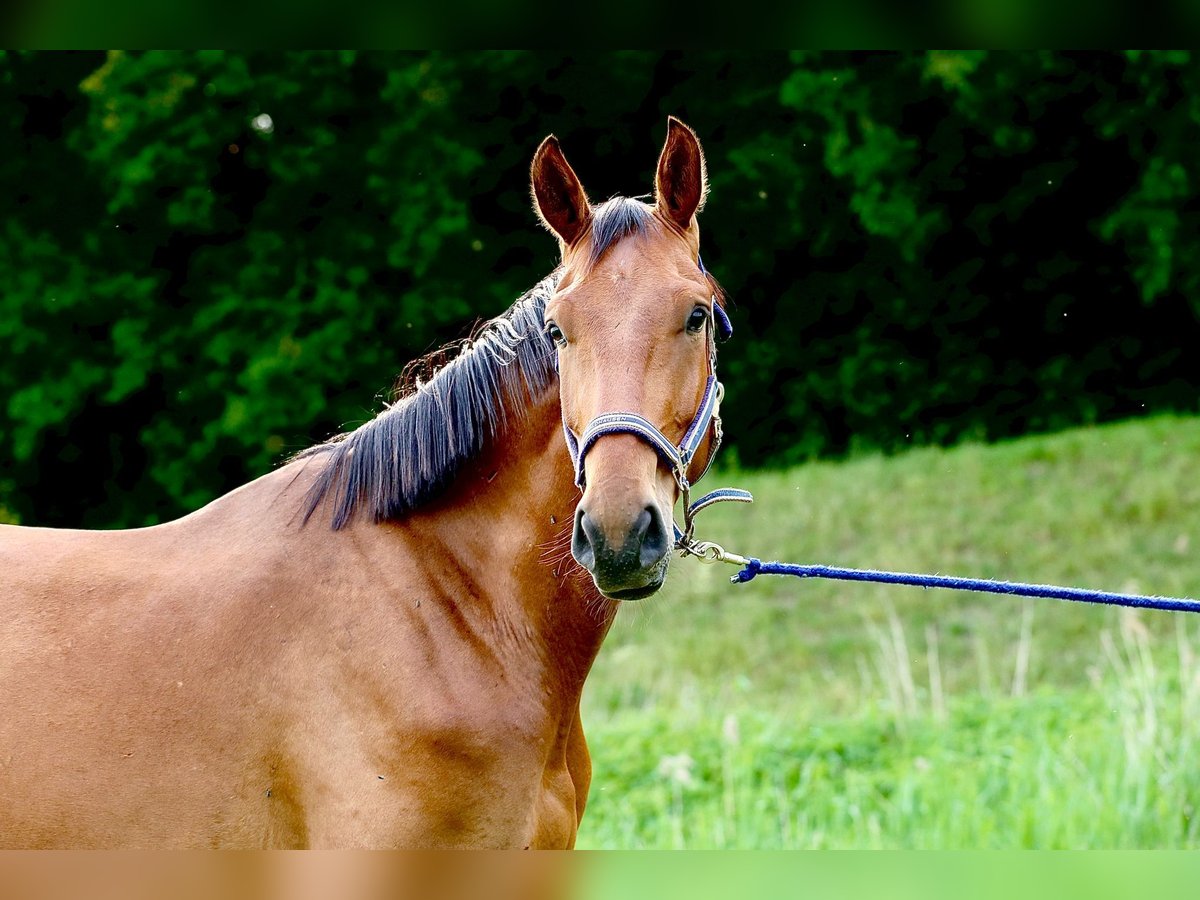 Holsteiner Wallach 3 Jahre 176 cm Brauner in Haselau