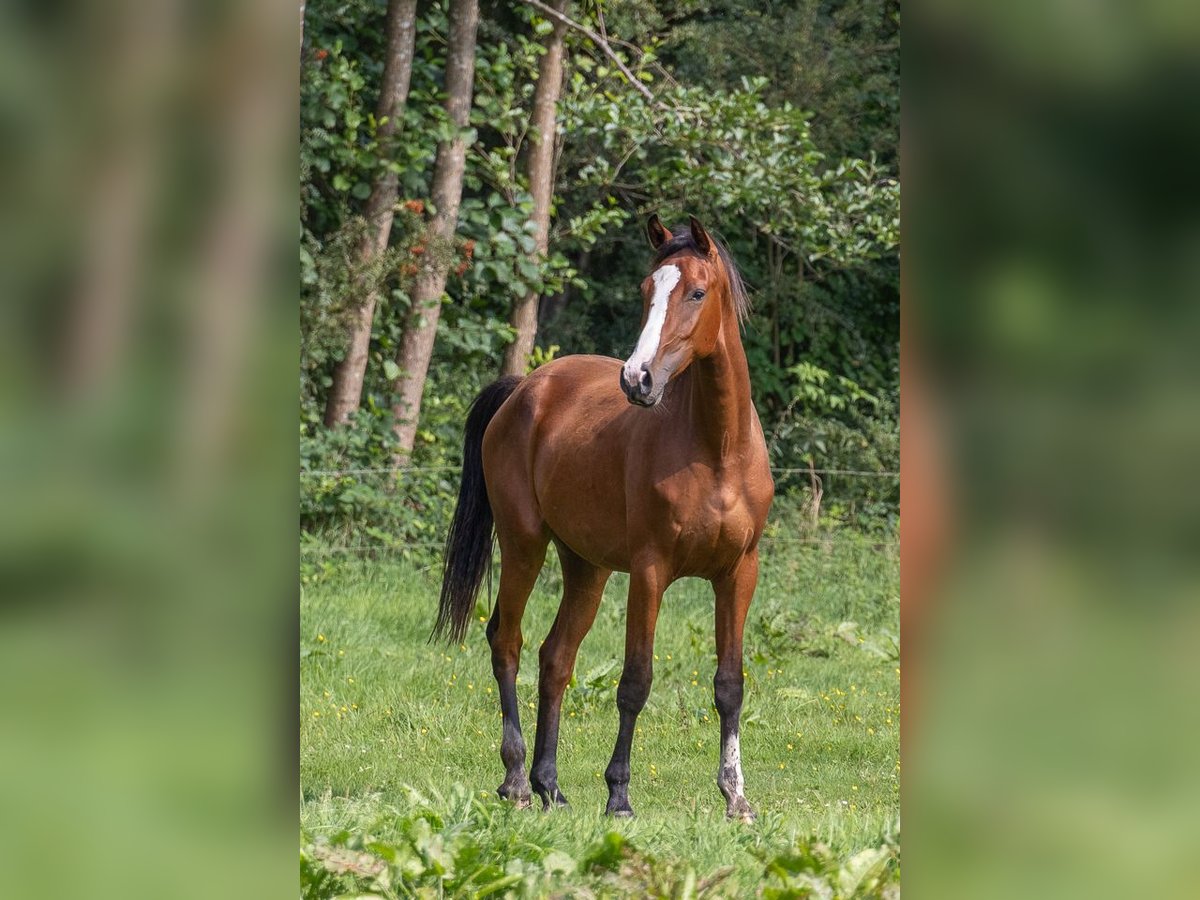 Holsteiner Wallach 3 Jahre Brauner in Horst