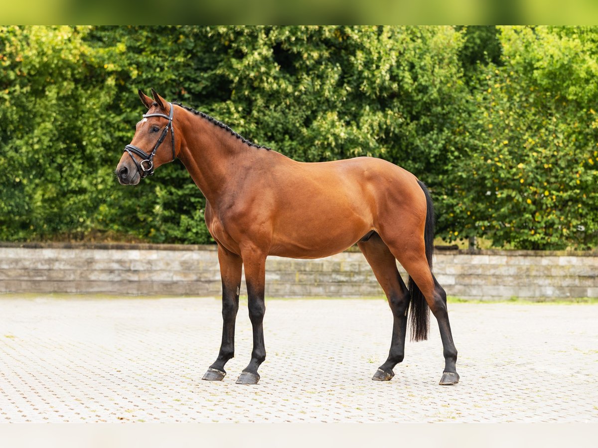 Holsteiner Wallach 3 Jahre Brauner in Bocholt