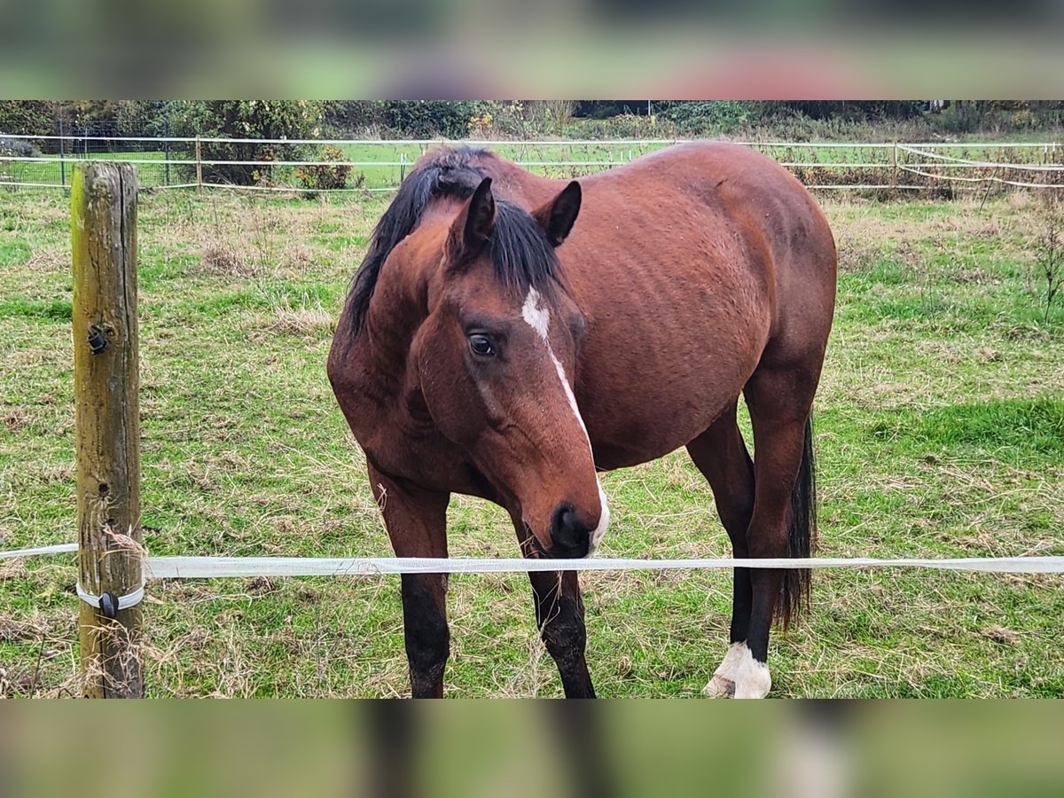 Holsteiner Wallach 3 Jahre Brauner in Hahnst&#xE4;tten
