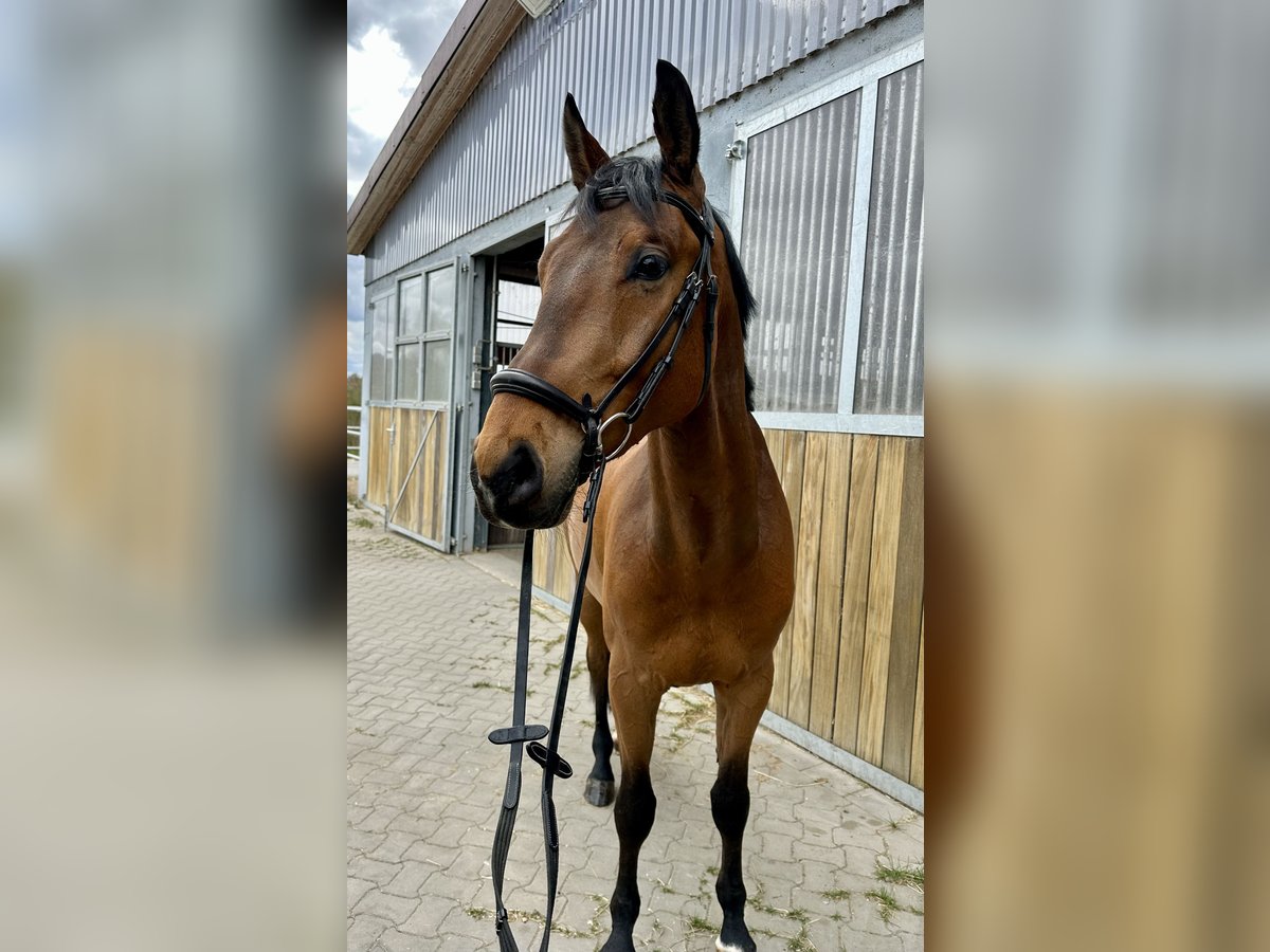 Holsteiner Wallach 4 Jahre 162 cm Brauner in Gleichen