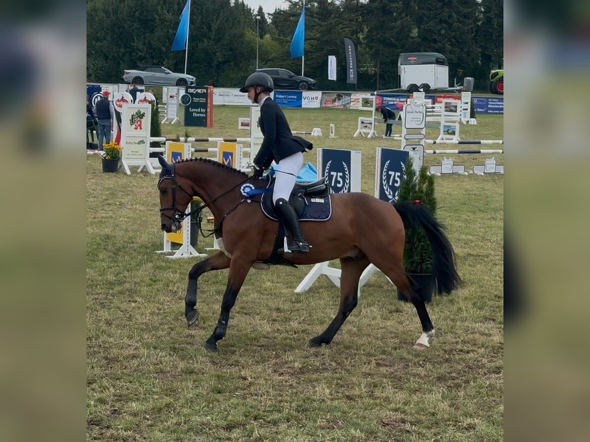 Holsteiner Wallach 4 Jahre 162 cm Brauner in Gleichen