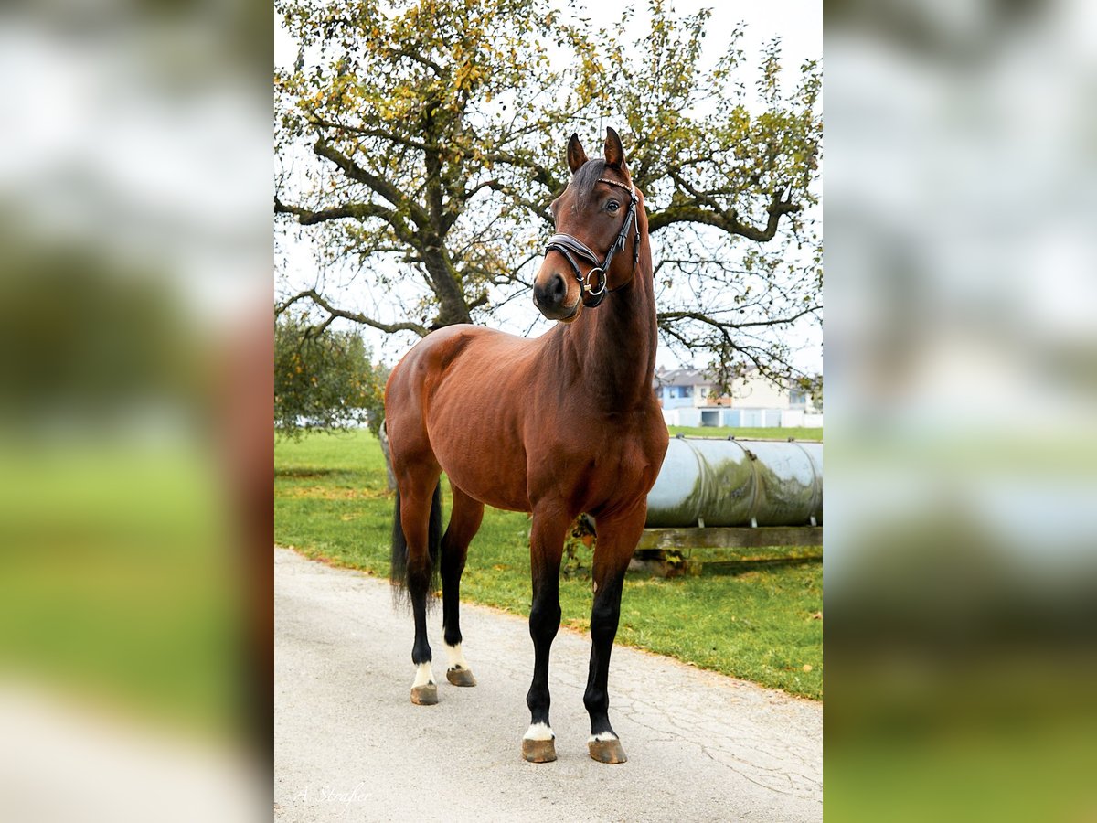 Holsteiner Wallach 4 Jahre 163 cm Brauner in Freilassing