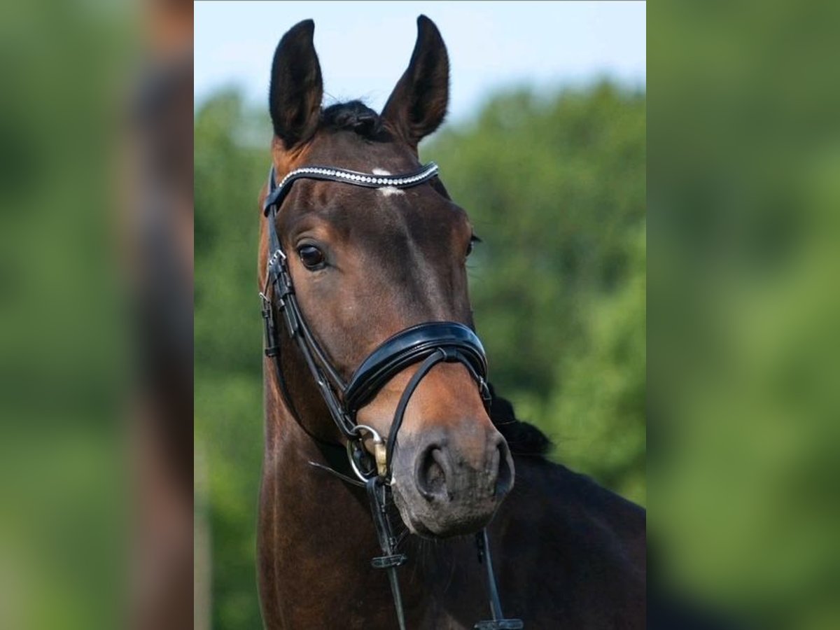 Holsteiner Wallach 4 Jahre 163 cm Dunkelbrauner in Bünde Holsteiner Wallach 4 Jahre 163 cm Dunkelbrauner in Bünde