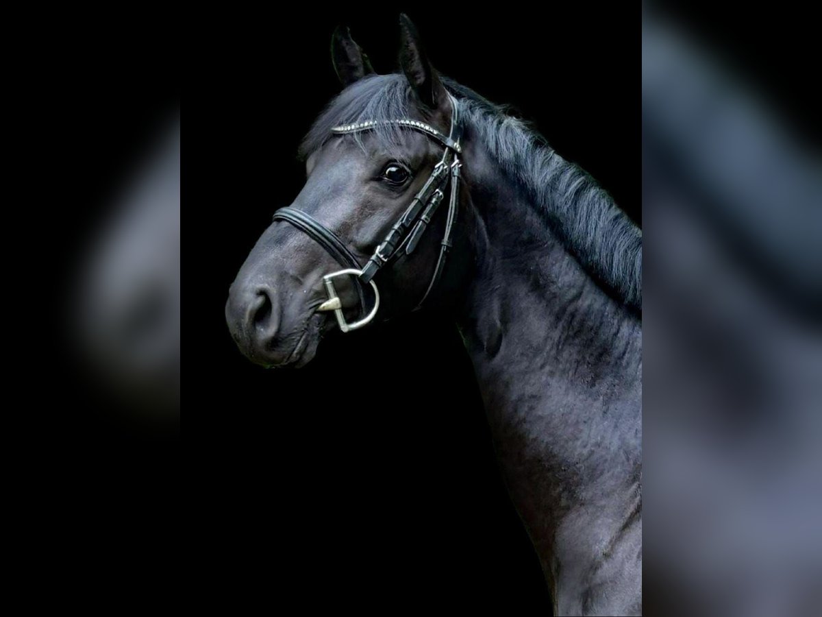 Holsteiner Wallach 4 Jahre 163 cm Rappe in Heidgraben
