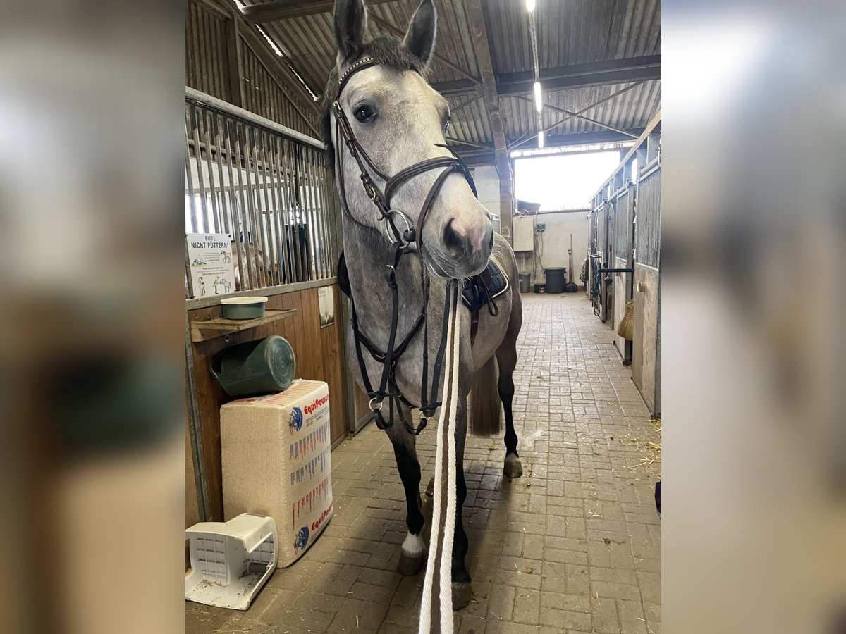 Holsteiner Wallach 4 Jahre 165 cm Apfelschimmel in Eppelheim
