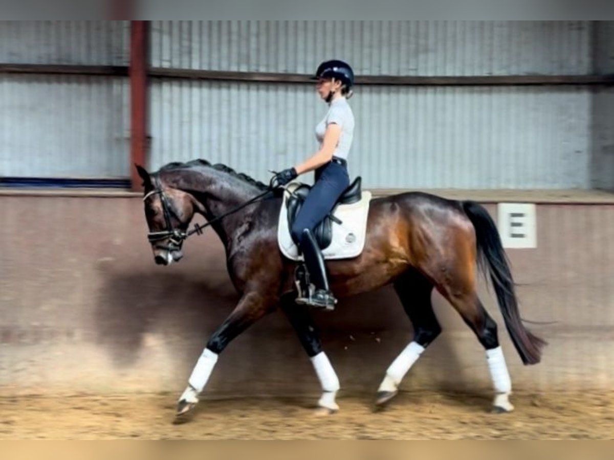Holsteiner Wallach 4 Jahre 165 cm Brauner in Wacken