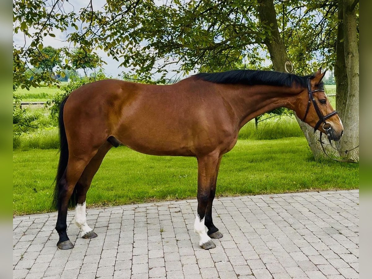 Holsteiner Wallach 4 Jahre 165 cm Brauner in Herzhorn