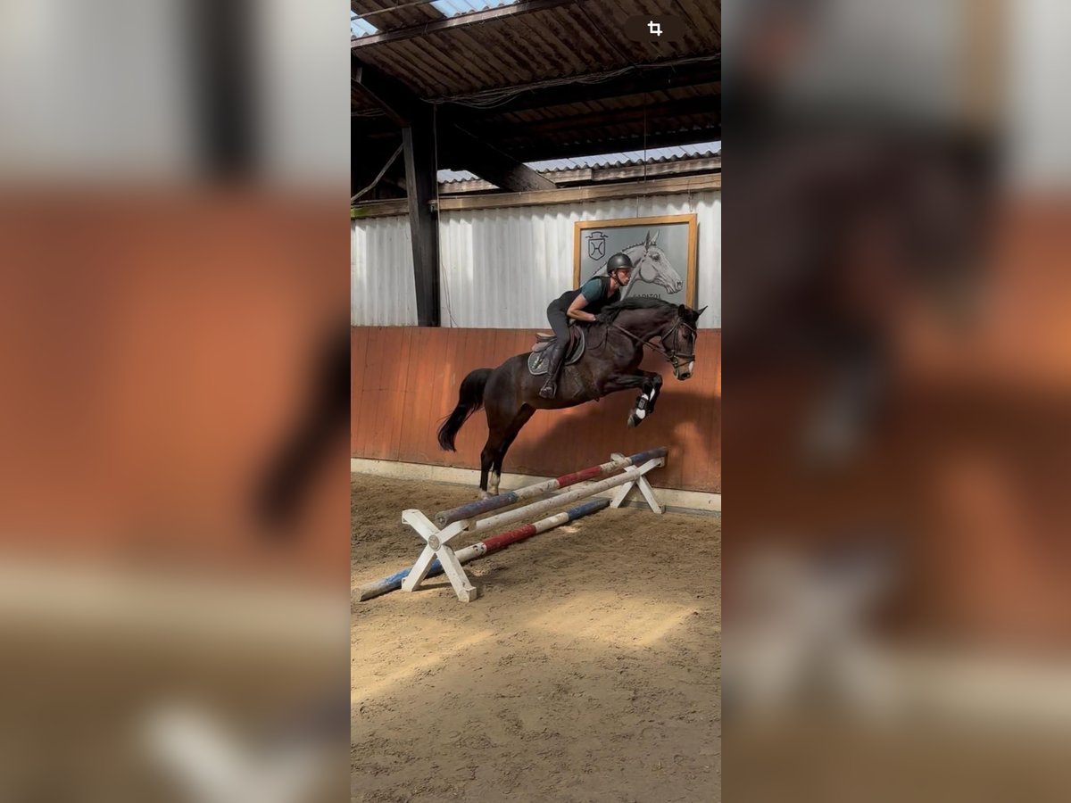 Holsteiner Wallach 4 Jahre 165 cm Dunkelbrauner in Nortorf