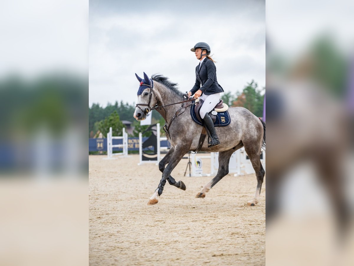 Holsteiner Wallach 4 Jahre 165 cm Schimmel in Balkasodis