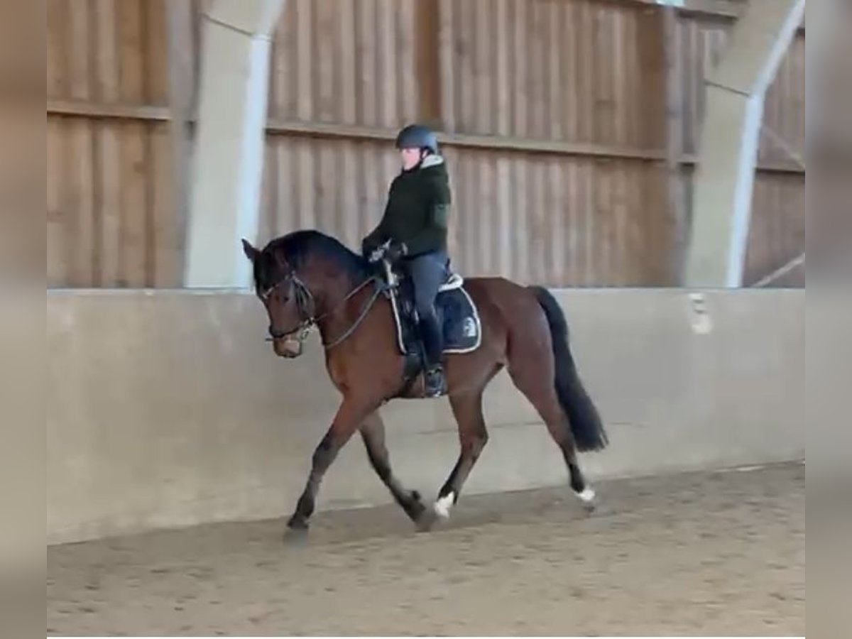 Holsteiner Wallach 4 Jahre 166 cm Brauner in Woltersdorf