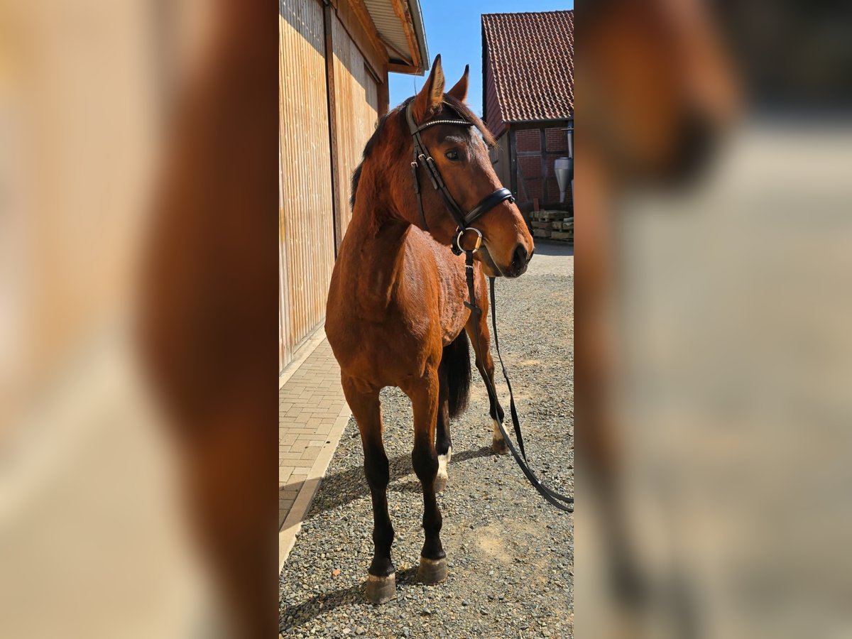 Holsteiner Wallach 4 Jahre 166 cm Brauner in WoltersdorfSchulendorf