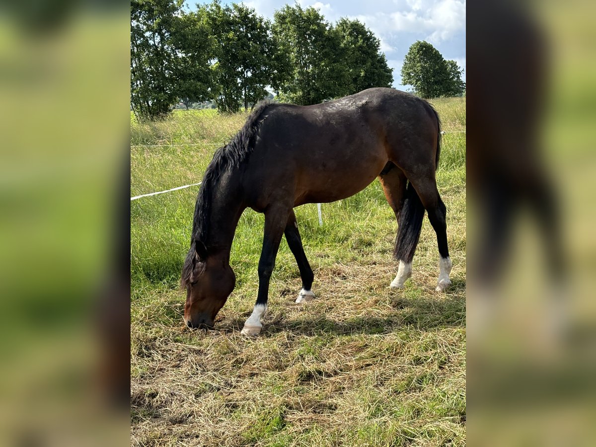 Holsteiner Wallach 4 Jahre 167 cm Dunkelbrauner in Hamburg Lohbr&#xFC;gge