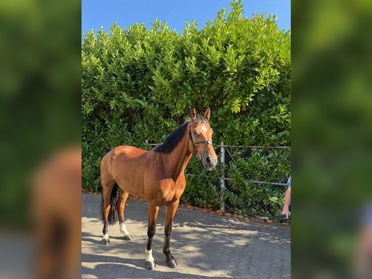 Holsteiner Wallach 4 Jahre 168 cm Brauner in Viernheim