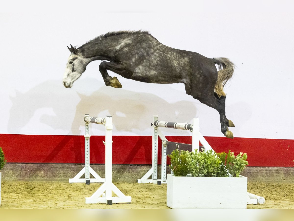 Holsteiner Wallach 4 Jahre 168 cm Schimmel in Waddinxveen